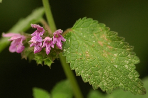 Black horehound