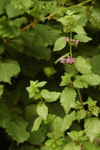 Black horehound