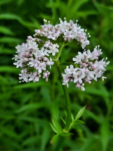 common valerian