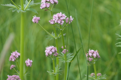 common valerian