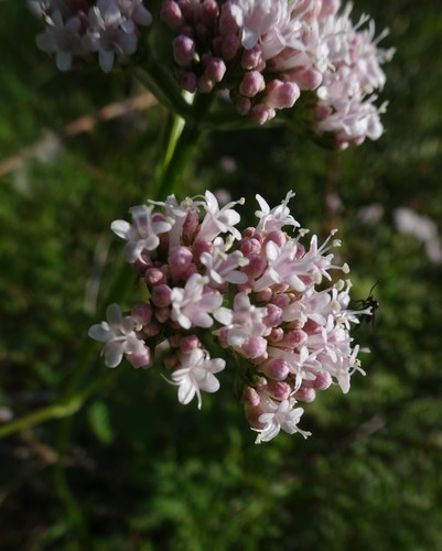 common valerian