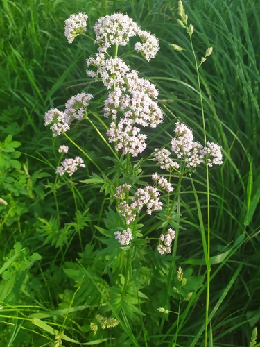 common valerian