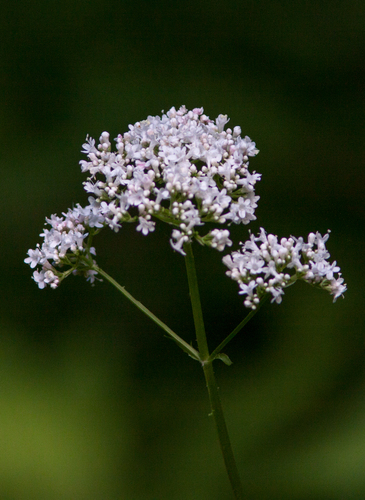 common valerian