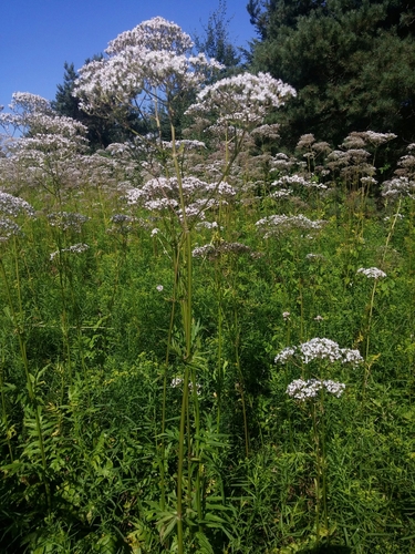 common valerian