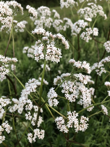 common valerian
