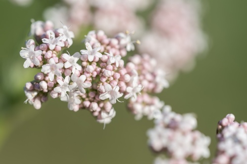 common valerian