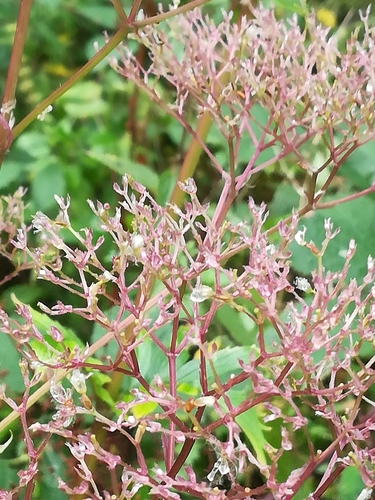 common valerian