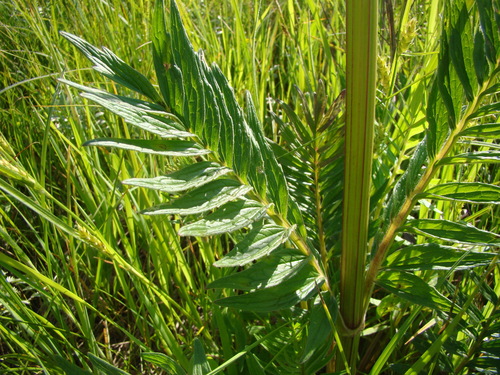 common valerian