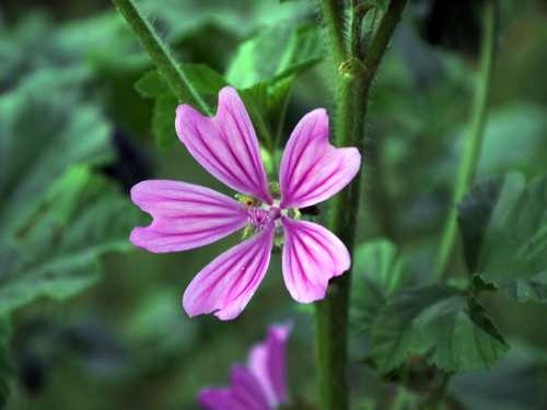 Common Mallow