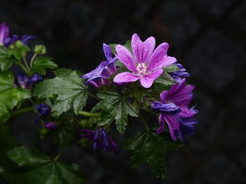 Common Mallow