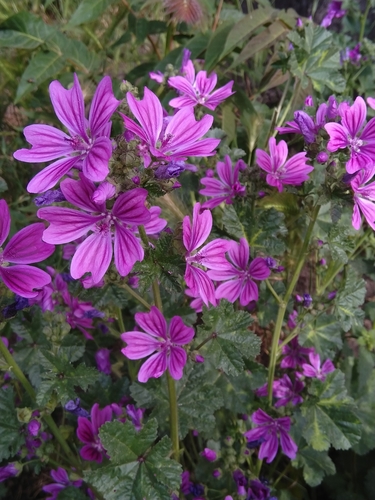 Common Mallow