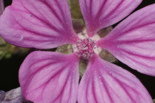 Common Mallow