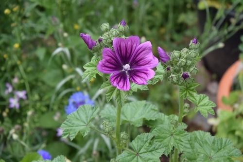 Common Mallow