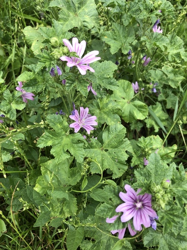 Common Mallow