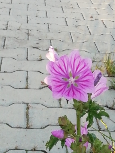 Common Mallow