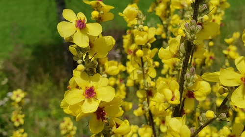 Dark Mullein