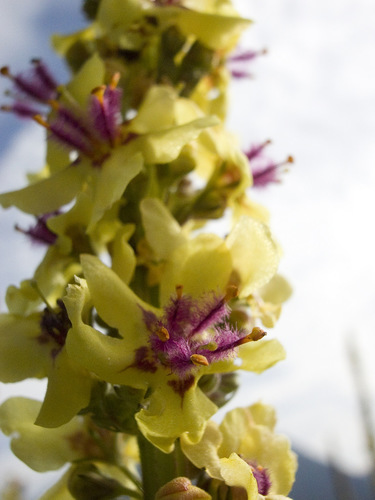 Dark Mullein
