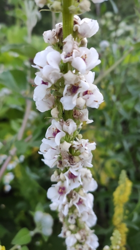 Dark Mullein