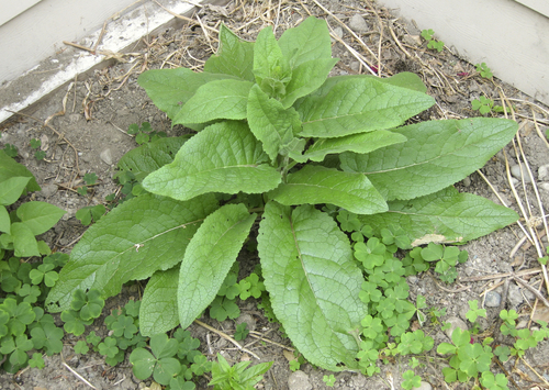 Dark Mullein