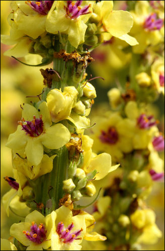 Dark Mullein