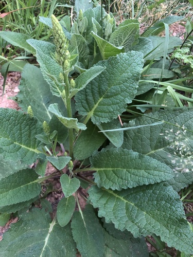 Dark Mullein
