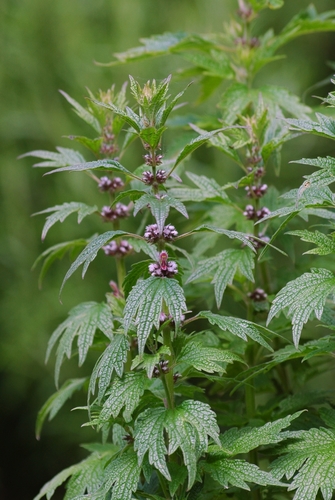 common motherwort