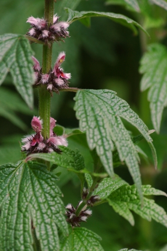 common motherwort