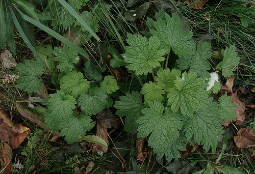 common motherwort