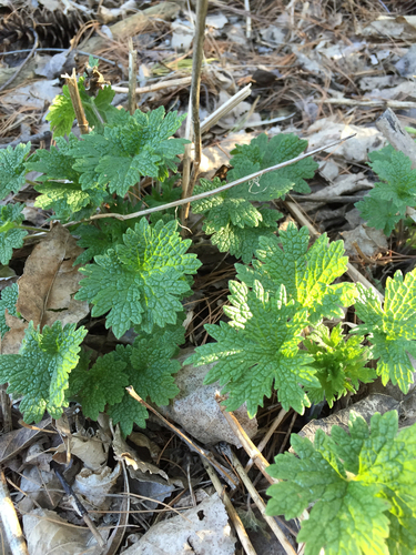common motherwort