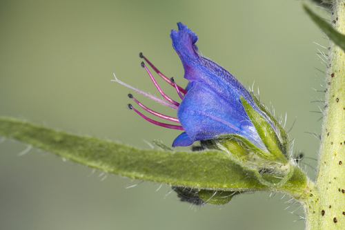 viper's-bugloss