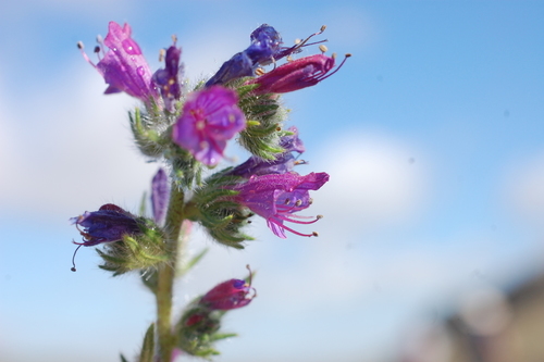 viper's-bugloss