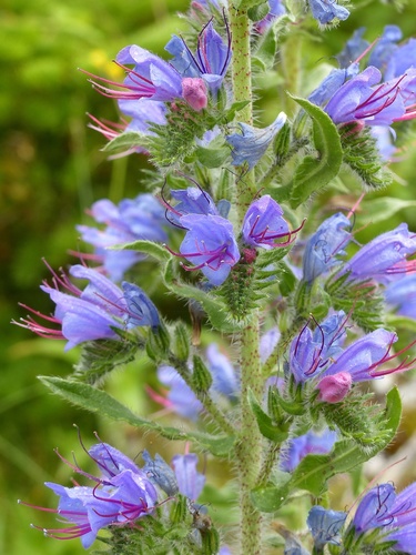 viper's-bugloss