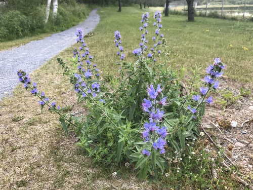 viper's-bugloss