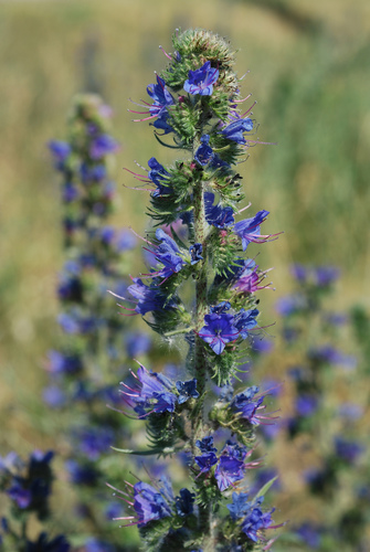viper's-bugloss