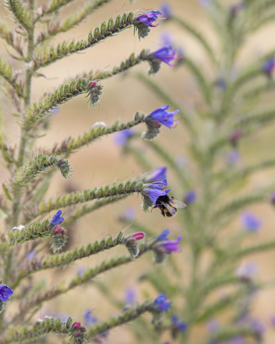 viper's-bugloss