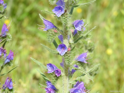 viper's-bugloss
