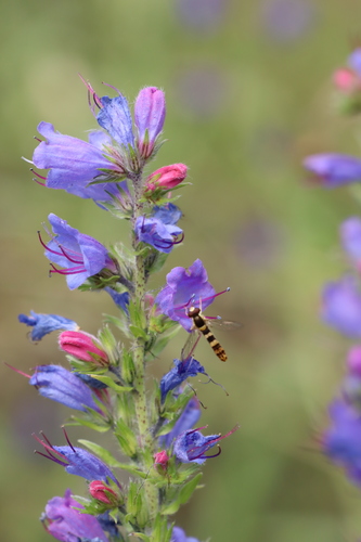 viper's-bugloss