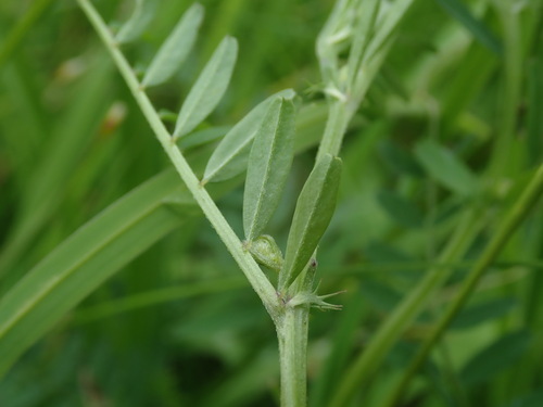 Hairy tare