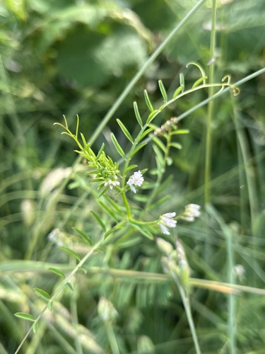 Hairy tare