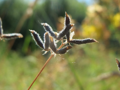 Hairy tare