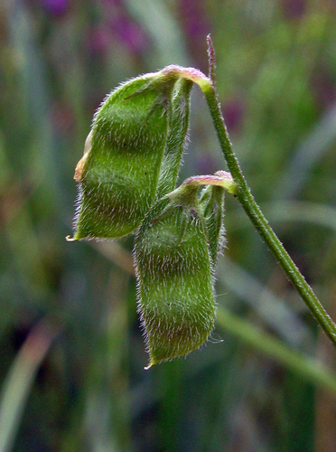 Hairy tare