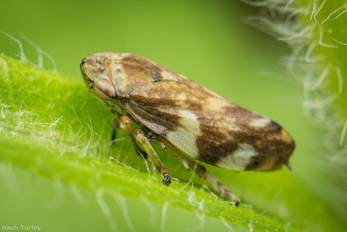 Meadow Spittlebug