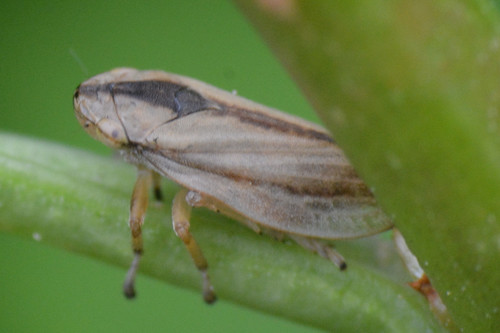 Meadow Spittlebug