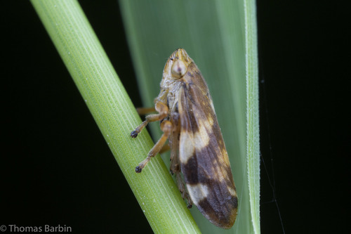 Meadow Spittlebug