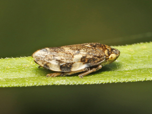Meadow Spittlebug