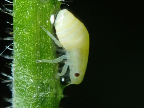 Meadow Spittlebug