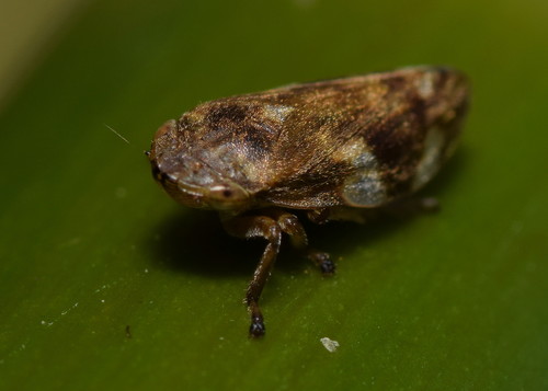 Meadow Spittlebug