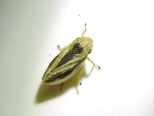 Meadow Spittlebug