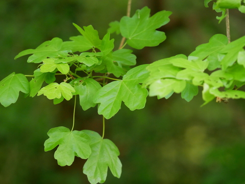 field maple