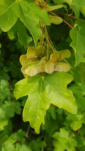 field maple